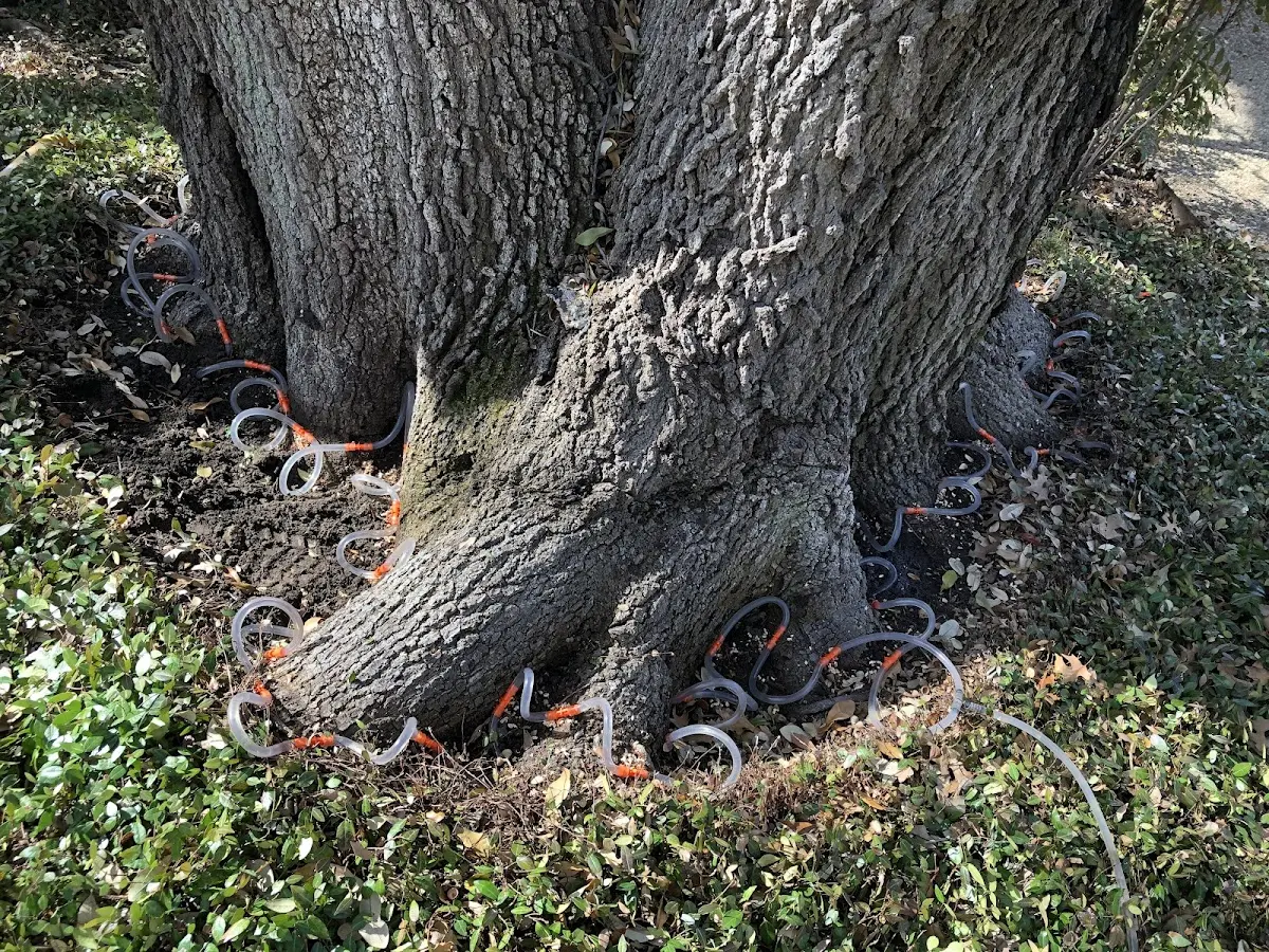 Detailed Tree Cabling and Bracing job site in Dill City