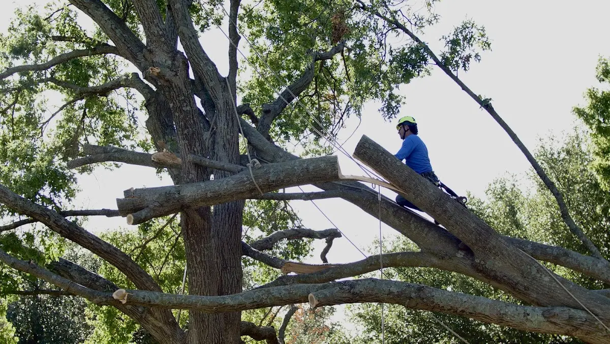 Professional Hazardous Tree Removal performed by certified arborists in Dill City