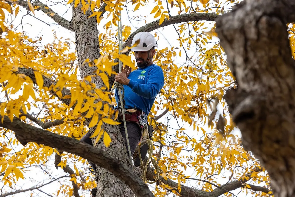 Skilled Tree Transplanting crew working in Dill City