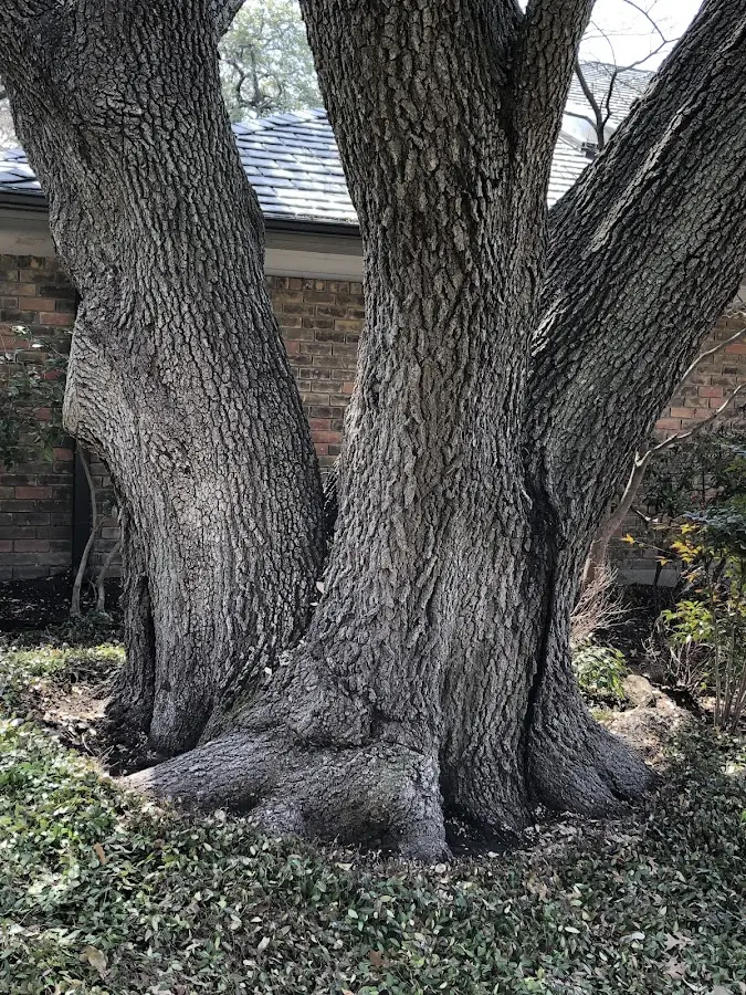 Mature heritage tree close to a Dill City property cared for by certified arborists